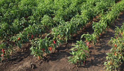 Red paprika plants in field