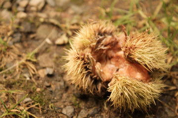 Spiky Chestnut Hull Cracked Open on Ground