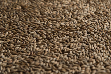 Wheat background. Сereals for the production of alcoholic beverages and animal feed. Macro, depth of field