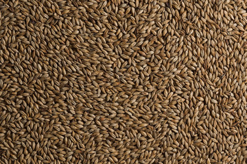 Wheat background. Сereals for the production of alcoholic beverages and animal feed. Flat lay
