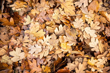 autumn leaves on the ground