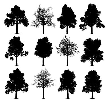 Oak trees silhouettes isolated on white background. Collection of 12 oak trees. 