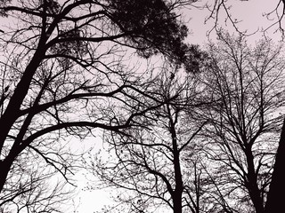 Obraz premium Liguria, Italy - 10/28/2019: An amazing caption of the trees and flowers in the village in autumn days. Beautiful sky in the background with some wind.