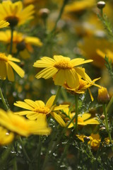 Colourful flowers, spring flowers, wild flowers, decoration flowers