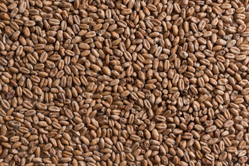 Background from whole grains wheat. Groats texture. Сereals for the production of alcoholic beverages and animal feed. Flat lay