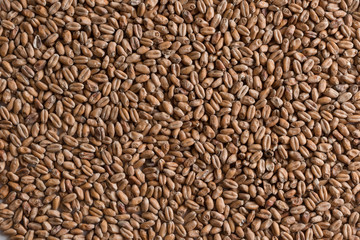 Background from whole grains wheat. Groats texture. Сereals for the production of alcoholic beverages and animal feed. Flat lay