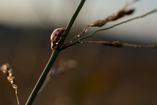 Background image with a dew covered ladybug skittering down a stem in early morning light. Includes text space with fall colors.