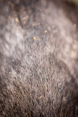 animal fur texture