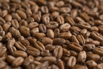 Background from whole grains wheat. Close-up groats, texture. Сereals for the production of alcoholic beverages and animal feed. Depth of field