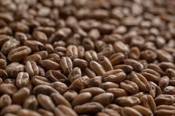 Background from whole grains wheat. Close-up groats, texture. Сereals for the production of alcoholic beverages and animal feed. Depth of field