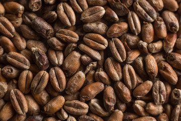 Background from whole grains wheat. Groats texture. Сereals for the production of alcoholic beverages and animal feed. Flat lay