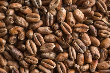 Background from whole grains wheat. Groats texture. Сereals for the production of alcoholic beverages and animal feed. Flat lay