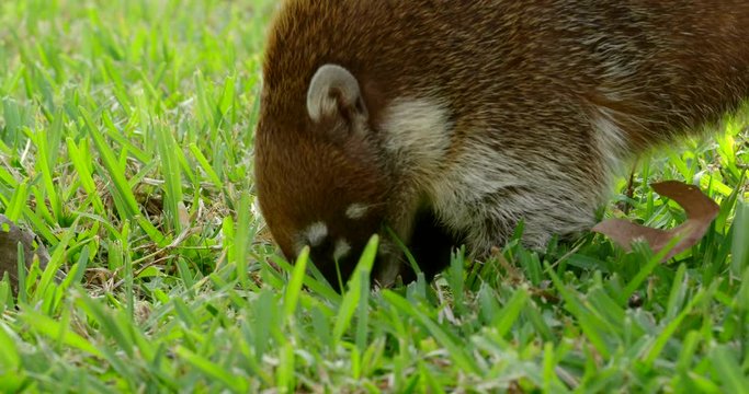 White-nosed coati (Nasua narica) in the wild, Yucatan, Mexico
