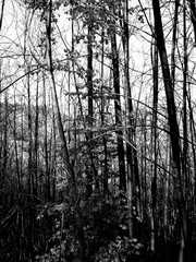 Fototapeta premium Liguria, Italy - 10/28/2019: An amazing caption of the trees and flowers in the village in autumn days. Beautiful sky in the background with some wind.