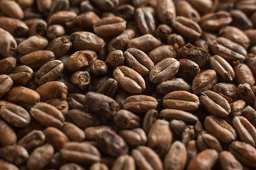 Background from whole grains wheat. Close-up groats, texture. Сereals for the production of alcoholic beverages and animal feed. Depth of field