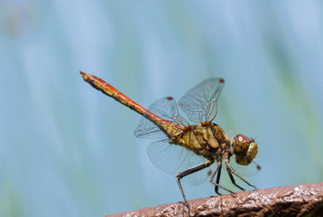 Libelle