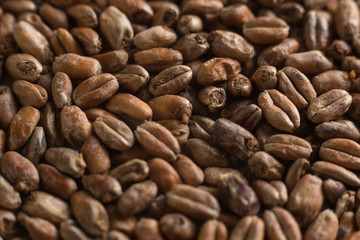 Fototapeta premium Background from whole grains wheat. Groats texture. Сereals for the production of alcoholic beverages and animal feed. Flat lay