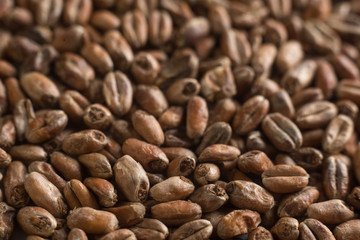 Background from whole grains wheat. Close-up groats, texture. Сereals for the production of alcoholic beverages and animal feed. Depth of field