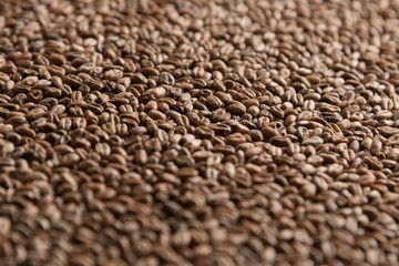 Background from whole grains wheat. Close-up groats, texture. Сereals for the production of alcoholic beverages and animal feed. Depth of field