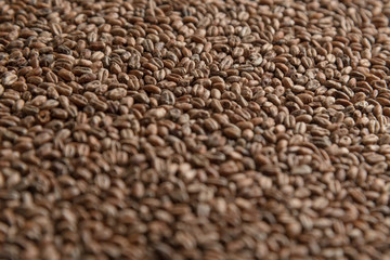 Background from whole grains wheat. Close-up groats, texture. Сereals for the production of alcoholic beverages and animal feed. Depth of field