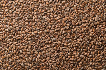 Background from whole grains wheat. Groats texture. Сereals for the production of alcoholic beverages and animal feed. Flat lay