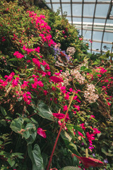 Flowers in greenhouse