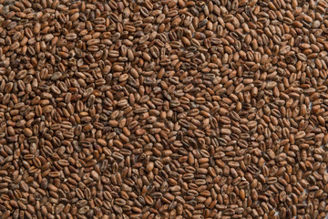Background from whole grains wheat. Groats texture. Сereals for the production of alcoholic beverages and animal feed. Flat lay