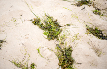 Algae on the beach after low tide.