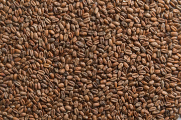 Background from whole grains wheat. Groats texture. Сereals for the production of alcoholic beverages and animal feed. Flat lay