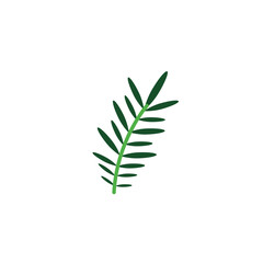 Fototapeta premium acacia branch foliage nature leaf icon flat