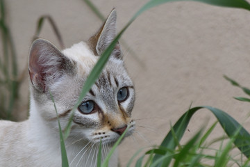 CHAT_AS_00006