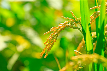 Ripe rice, in the paddy fields