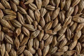 Background from whole grains wheat. Groats texture. Сereals for the production of alcoholic beverages and animal feed. Flat lay
