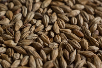 Background from whole grains wheat. Groats texture. Сereals for the production of alcoholic beverages and animal feed. Flat lay