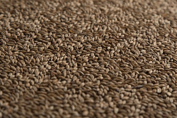 Background from whole grains wheat. Groats texture. Сereals for the production of alcoholic beverages and animal feed. Flat lay