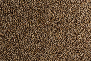 Background from whole grains wheat. Groats texture. Сereals for the production of alcoholic beverages and animal feed. Flat lay
