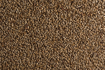 Background from whole grains wheat. Groats texture. Сereals for the production of alcoholic beverages and animal feed. Flat lay