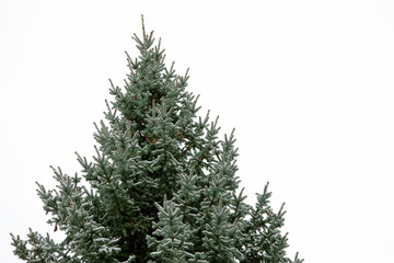 snow on a tall fir or spruce tree with pine cones on a white sky