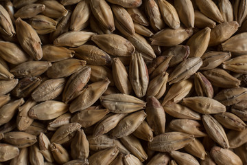 Background from whole grains wheat. Groats texture. Сereals for the production of alcoholic beverages and animal feed. Flat lay