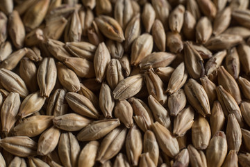 Background from whole grains wheat. Groats texture. Сereals for the production of alcoholic beverages and animal feed. Flat lay