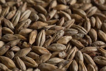 Background from whole grains wheat. Close-up groats, texture. Сereals for the production of alcoholic beverages and animal feed. Depth of field