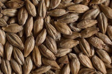 Background from whole grains wheat. Groats texture. Сereals for the production of alcoholic beverages and animal feed. Flat lay