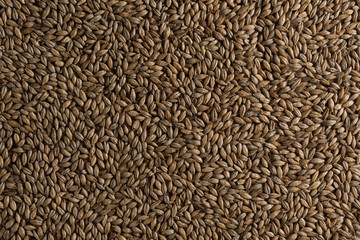 Background from whole grains wheat. Groats texture. Сereals for the production of alcoholic beverages and animal feed. Flat lay