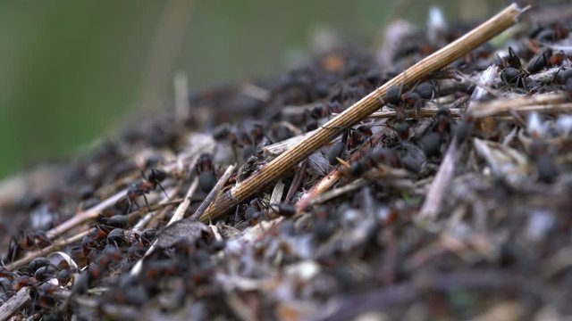 Ants collective build anthill - (4K)
