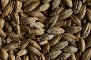 Background from whole grains wheat. Groats texture. Сereals for the production of alcoholic beverages and animal feed. Flat lay