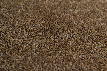Background from whole grains wheat. Groats texture. Сereals for the production of alcoholic beverages and animal feed. Flat lay