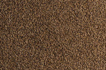 Background from whole grains wheat. Groats texture. Сereals for the production of alcoholic beverages and animal feed. Flat lay