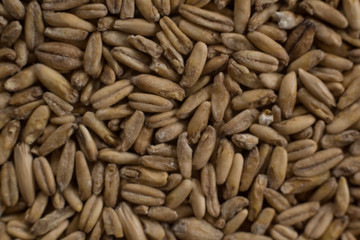 Background from whole grains wheat. Groats texture. Сereals for the production of alcoholic beverages and animal feed. Flat lay