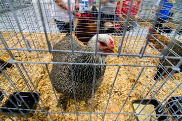 Chicken in a cage 