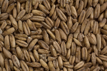 Background from whole grains wheat. Groats texture. Сereals for the production of alcoholic beverages and animal feed. Flat lay